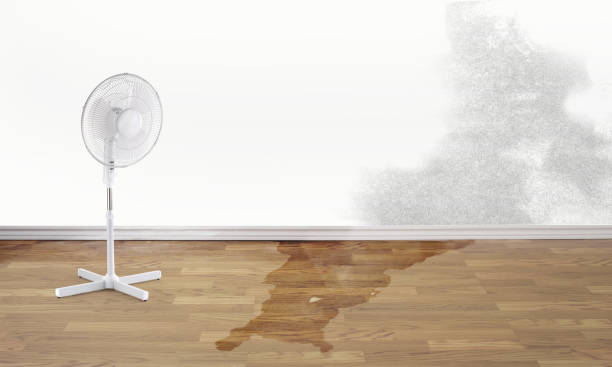 Best Professional water damage repair  in Greenville, OH